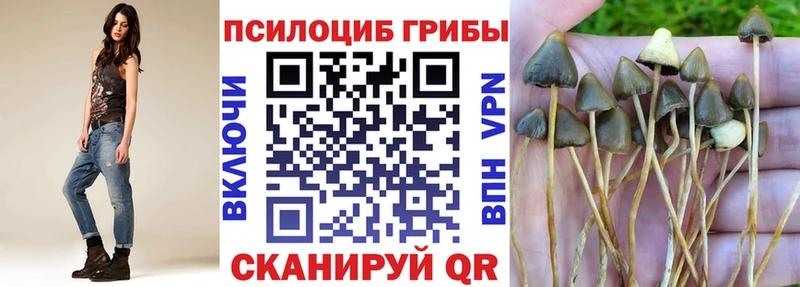 площадка телеграм  Спасск  Псилоцибиновые грибы Psilocybine cubensis 